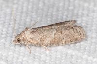 Cnephasia bizensis