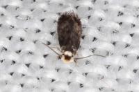 Stigmella basiguttella