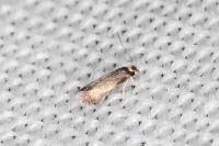 Stigmella basiguttella