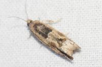 Crocidosema plebejana