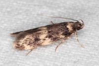 Oegoconia quadripuncta