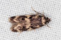 Oegoconia quadripuncta