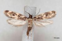 Oegoconia quadripuncta