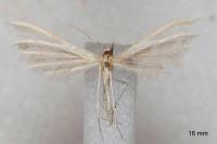 Merrifieldia malacodactyla