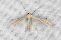 Merrifieldia malacodactyla