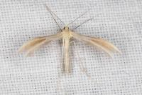 Merrifieldia malacodactyla