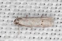 Dysspastus fallax