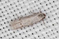 Dysspastus fallax