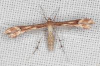 Marasmarcha lunaedactyla