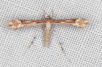 Marasmarcha lunaedactyla