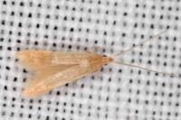 Coleophora flavipennella