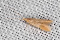 Coleophora flavipennella