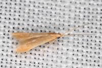 Coleophora flavipennella