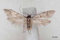 Blastobasis phycidella
