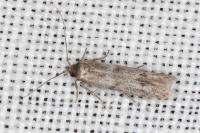 Blastobasis phycidella