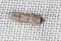 Blastobasis phycidella