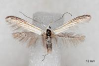 Coleophora zelleriella