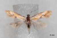 Batia lunaris