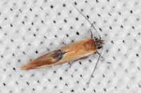 Batia lunaris