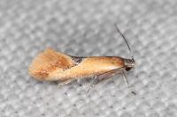 Batia lunaris