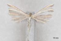 Merrifieldia malacodactyla