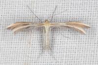 Merrifieldia malacodactyla