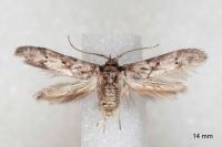 Blastobasis glandulella