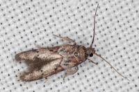 Blastobasis glandulella