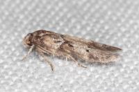 Blastobasis glandulella
