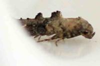 Epermenia chaerophyllella