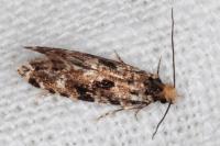 Nemapogon ruricolellus
