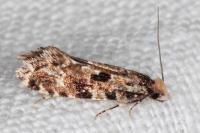 Nemapogon ruricolellus