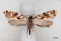Nemapogon ruricolellus