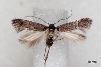 Oxypteryx atrella