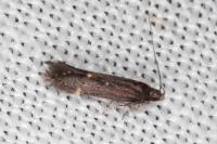 Oxypteryx atrella