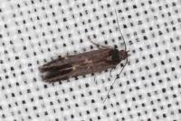 Oxypteryx atrella