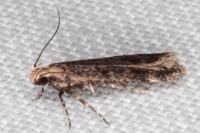 Pexicopia malvella