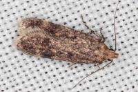 Pexicopia malvella