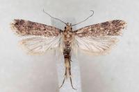 Pexicopia malvella