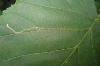 Stigmella microtheriella