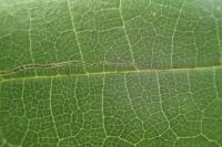 Stigmella microtheriella