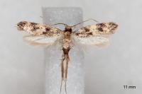 Apatema mediopallidum