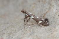 Calybites phasianipennella