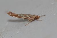 Pyroderces argyrogrammos