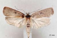 Agonopterix scopariella
