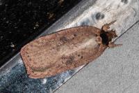 Agonopterix scopariella