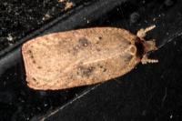 Agonopterix scopariella