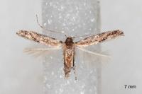 Coccidiphila gerasimovi