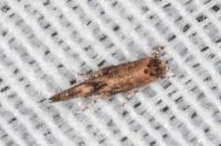 Coccidiphila gerasimovi