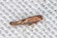 Coccidiphila gerasimovi
